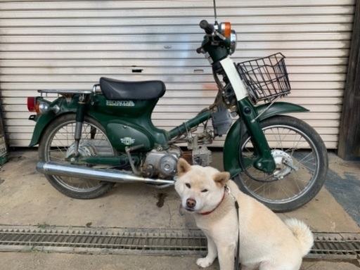 スーパーカブ　C50 実働　 日立南太田ic