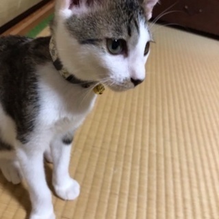 3匹　里親募集(飼い主不在を確認済み)