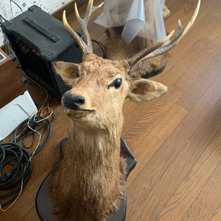 鹿の剥製　2頭
