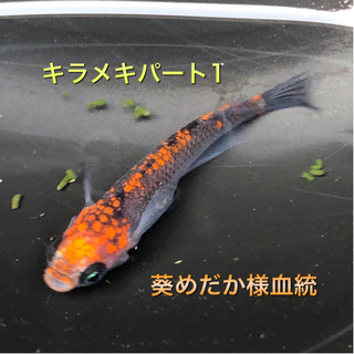 【ネット決済】【限定】1セット　煌パート1のＦ1の稚魚5匹　4000円
