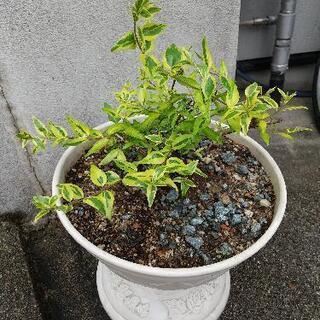 【商談中】アベリアホープレイズ 斑入り 鉢植え