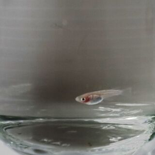 紅ほっぺメダカの幼魚 5匹（1.5cm～2.5cm程度、白透明鱗...
