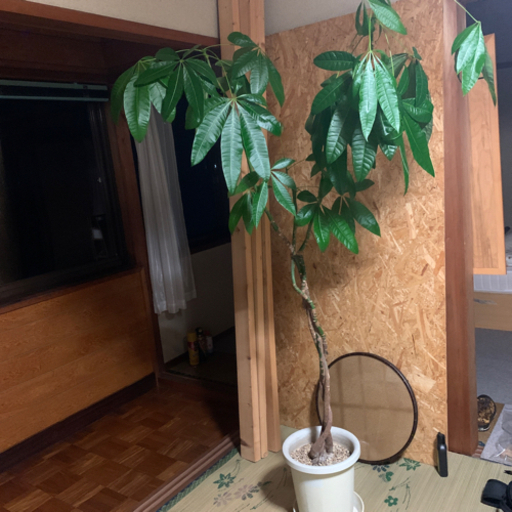 パキラ 観葉植物