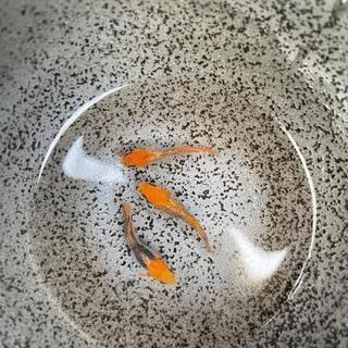 🐟紅薊(ヒカリ体型)稚魚10匹