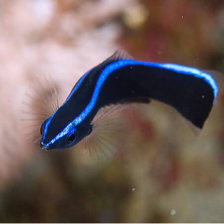 海水魚・サンゴ: ホンソメワケベラの幼魚(格安)