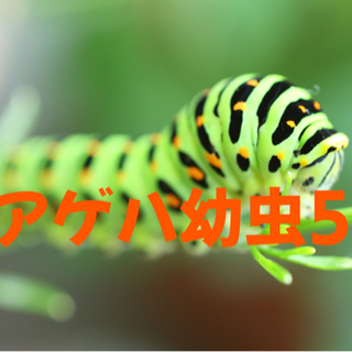 【ネット決済】キアゲハの幼虫5匹　小学生の自由研究やアゲハ蝶の飼...