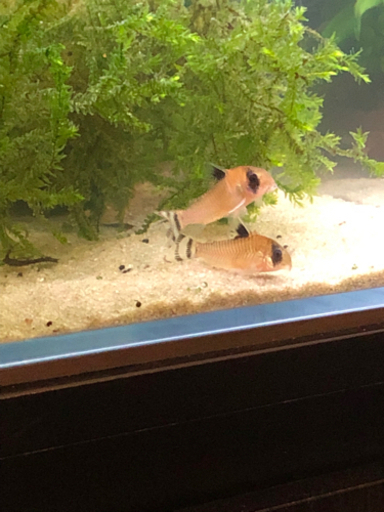 限界値引きコリドラス5種10匹セット(熱帯魚水槽)