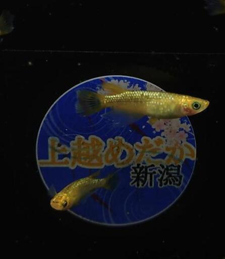 ⟬上越めだか⟭めだか･メダカ･レクリス