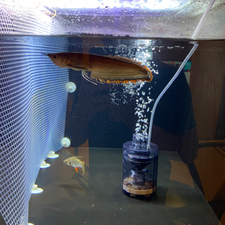 ブラックアロワナ±20cm