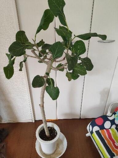 植物   クリシュナボダイジュ