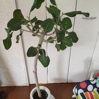 植物   クリシュナボダイジュ