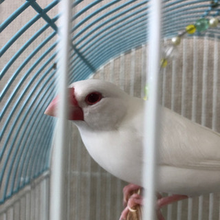 文鳥　の画像