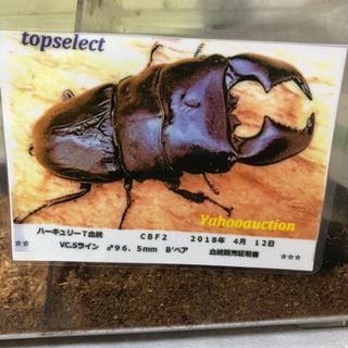 その他 ハーキュリーT血統VC.Sライン幼虫初令〜2齢3頭