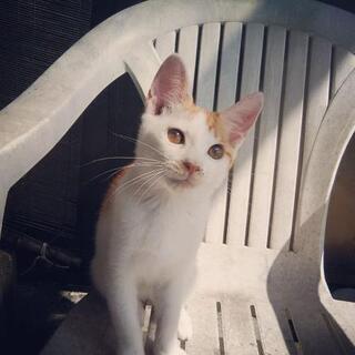 富山県の猫の里親募集｜ジモティー