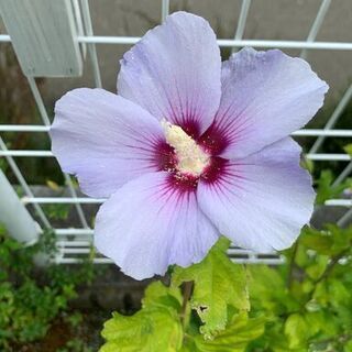 中古ムクゲが無料 格安で買える ジモティー