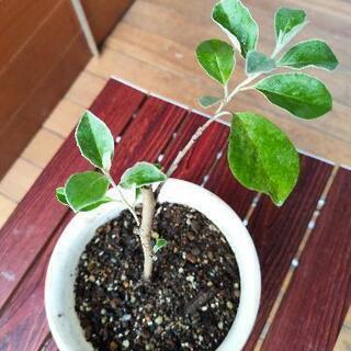 人気のロシアンオリーブ2　小さい苗、植木、鉢付き
