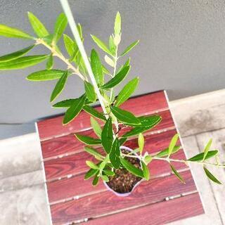 オリーブの苗（品種:ネバディロブランコ）高さ50cm