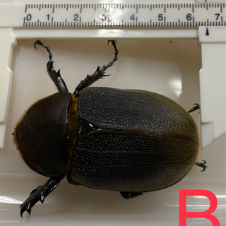 moヘラクレス3本まとめ売り momo835 2nd》ヘラクレスギネス個体 183.5mm momo835直仔幼虫 2