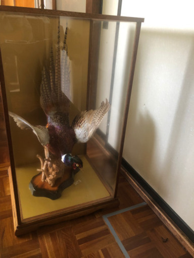 尾長鶏」の剥製