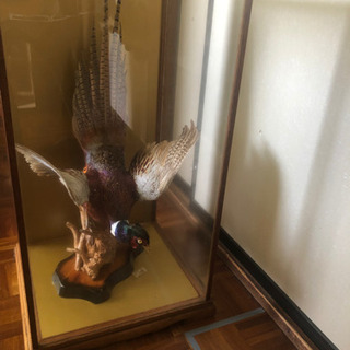 鳥の剥製、木製ガラスショーケース