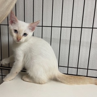 【決定】３ヶ月の子猫メス　可愛い白猫です - 薩摩川内市