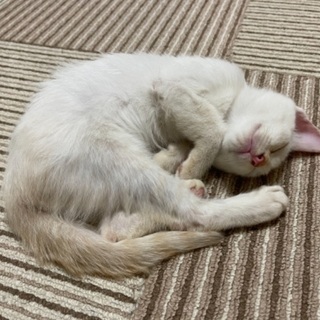 【決定】３ヶ月の子猫メス　可愛い白猫ですの画像
