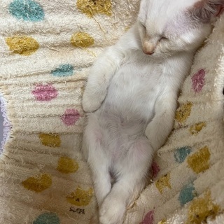 【決定】３ヶ月の子猫メス　可愛い白猫です − 鹿児島県