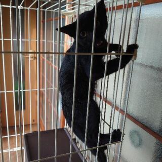 ２ヶ月半くらいの黒猫ちゃん　真ん丸お目々が可愛いです💕 - 三原市