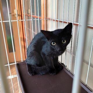 ２ヶ月半くらいの黒猫ちゃん　真ん丸お目々が可愛いです💕 - 猫