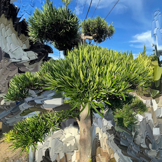 【急募】槙の木　まきの木