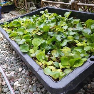 メダカ鉢　大型