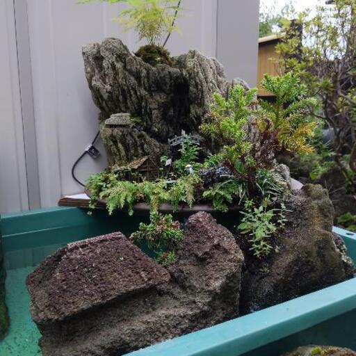 メダカ水槽盆景セット!