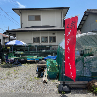 【ネット決済】土曜日のメダカ販売