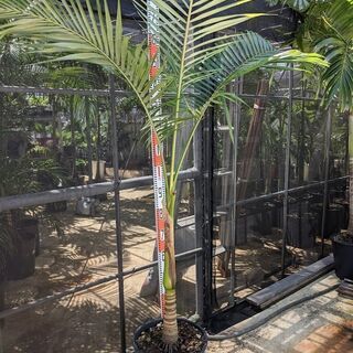ユスラヤシ（キングパーム）約200㎝