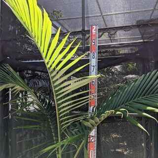 ユスラヤシ（キングパーム）約200㎝