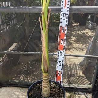 ユスラヤシ（キングパーム）約200㎝