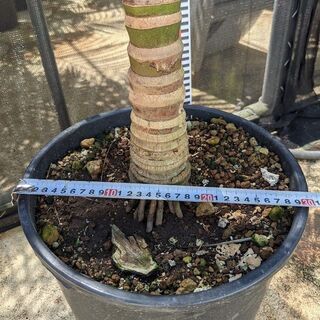 ユスラヤシ（キングパーム）約200㎝