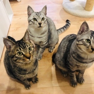 猫カフェ メンバー募集 ジモティー