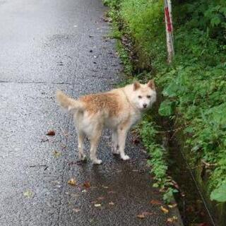 泉ヶ岳 捨て犬 迷子犬 − 宮城県