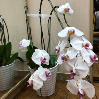 兵庫県の中古胡蝶蘭が無料 格安で買える ジモティー