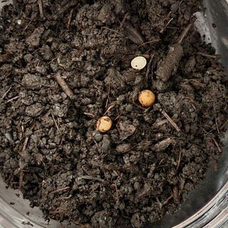 国産カブトムシ  卵 幼虫 茶×黒