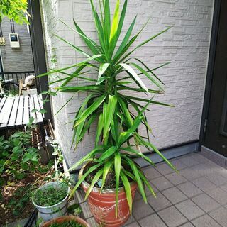 観葉植物 交換お願いします