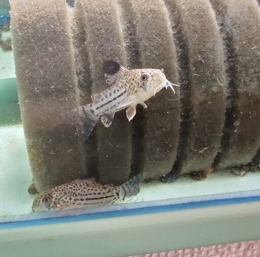 5匹 1匹から購入可能 コリドラス ジュリー おまけ レッドラムズホーン 熱帯魚 ももんが 川崎のその他の中古あげます 譲ります ジモティーで不用品の処分