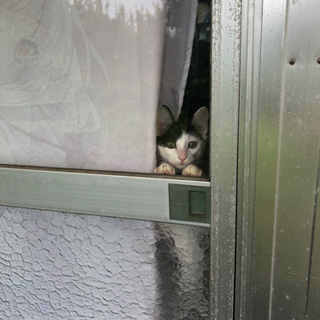 【10月いっぱいまで】5ヶ月の子猫の里親募集 − 熊本県