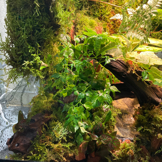 ★イモリ・カエル飼育にオススメ！コケリウム・テラリウム完成品★45水槽 ☆イモリ・カエル飼育にオススメ！コケリウム・テラリウム完成品☆45水槽