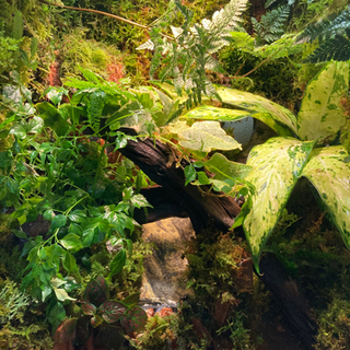 ☆イモリ・カエル飼育にオススメ！コケリウム・テラリウム完成品☆45水槽