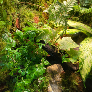 ☆イモリ・カエル飼育にオススメ！コケリウム・テラリウム完成品☆45水槽