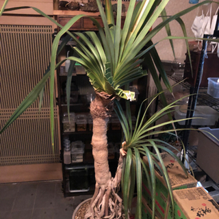 植物　アカタコノキ　レアです。