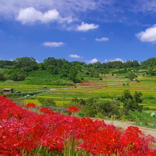 【明日香村】秋の遠足　稲渕の棚田と石舞台