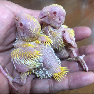 手乗り文鳥 インコの雛 小動物の販売 カズリン 塚本のペットショップの無料広告 無料掲載の掲示板 ジモティー 手乗り文鳥 インコの雛 小動物の販売 カズリン 塚本のペットショップの無料広告 無料掲載の掲示板 ジモティー